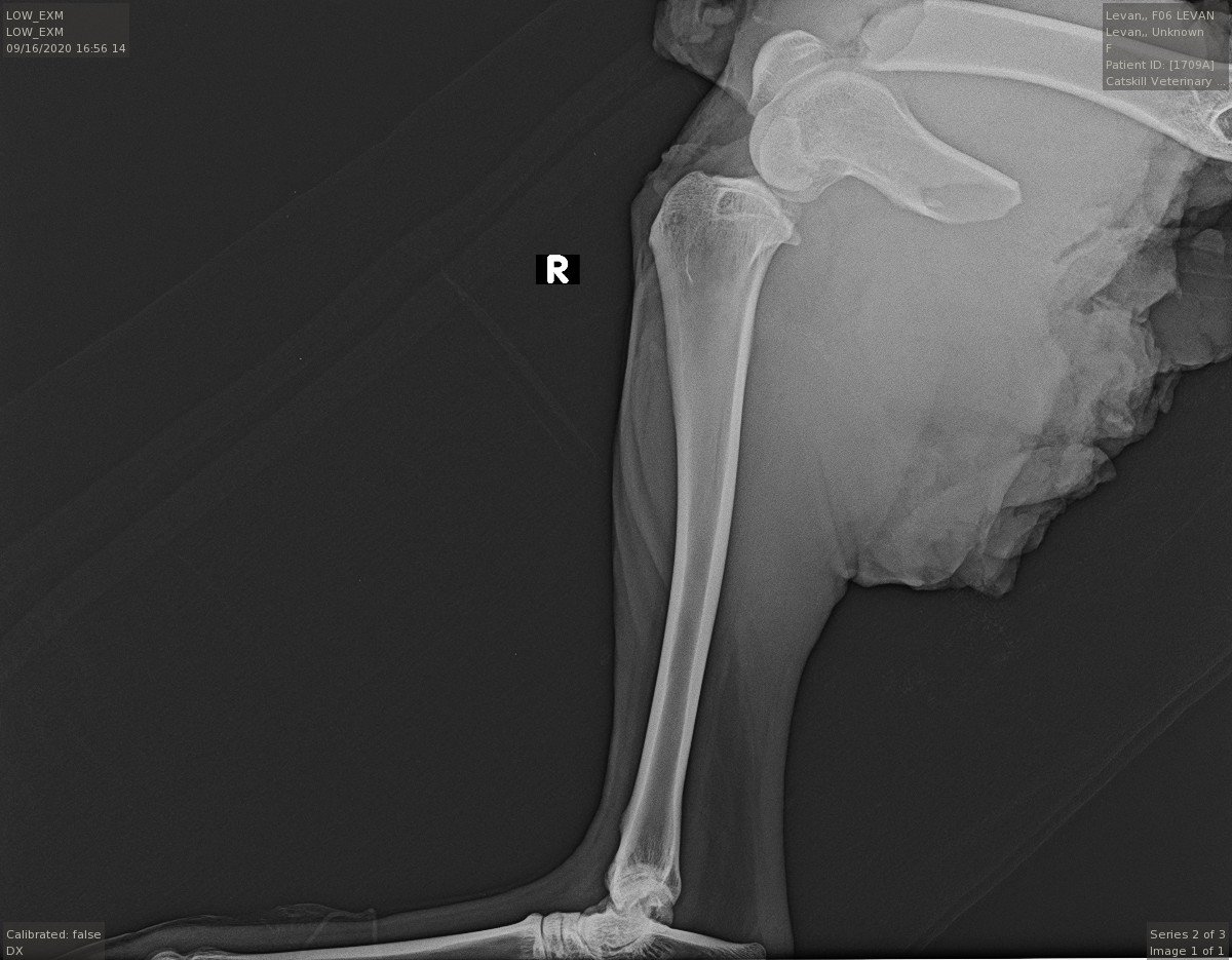 X-rays of the damaged leg.